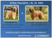 briard