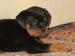 rotvajler /rottweiler