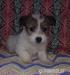 Štěňátka Jack Russell bez PP