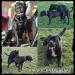 Bandog 
