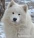 Samojed: MATYELLA CLOWNS