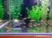 Melanochromis auratus - Tlamovec pestrý velke 4-5c