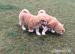 Akita inu japonská linia achiko odber možný ihneď
