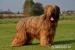 BRIARD