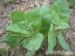 Loboda záhradná-Atriplex hortensis var. viridis
