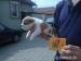 Buldog