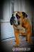  Anglicky buldog typu OLD