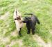 Black Russian Terrier - Puppies - working bloodlin