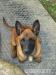 Belgický ovčák malinois