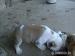 Buldog