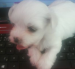Mini maltezak 