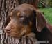 Louisianský leopardí pes- Catahoula
