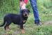 Beauceron s PP