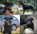 beauceron
