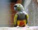 Papagáj patagónsky - ručne dokrmený