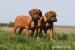 Rhodezsky  ridgeback
