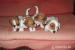 jack russel terier