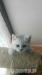 whiskas kocourek