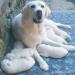 Labradorský retriever s PP bílá štěňátka