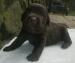 Labradorský retriever s PP čoko štěňátka NOVÁ KREV