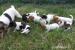 jack russel terier pejsci+fenky