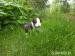 BULLTERRIER, BULLTERIER, BULTERIER