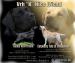 Krásná štěňátka Labradorského retrívra