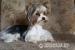 Prodám štěňátko yorkshire terrier biewer