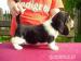 Basset hound
