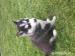 Síbirsky Husky