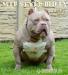 American Bully s PP