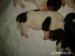 Basset Hound