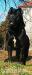 Cane Corso s PP