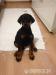 DOBERMAN SUČKA