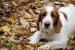 Welsh Springer Spaniel