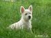 West Highland White Terrier