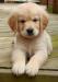 Zlatý retriever 