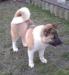 Americká akita