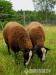 PLEMENO ZWARTBLES - 2KS