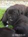 Bandog