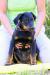 Beauceron s PP