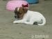 Prodám štěňátka Jack Russel Teriér