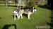 Sibírsky Husky