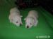 west highland white terrier