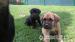Cane Corso - odber ihneď