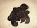 Flat Coated Retriever