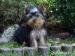YORKSHIRE TERRIER -YORK