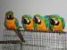 Rozkošný purpur s modrými a zlatá papoušekpapoušci