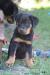 Beauceron - prodám štěně - fenku s PP