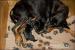 Black and Tan Coonhound